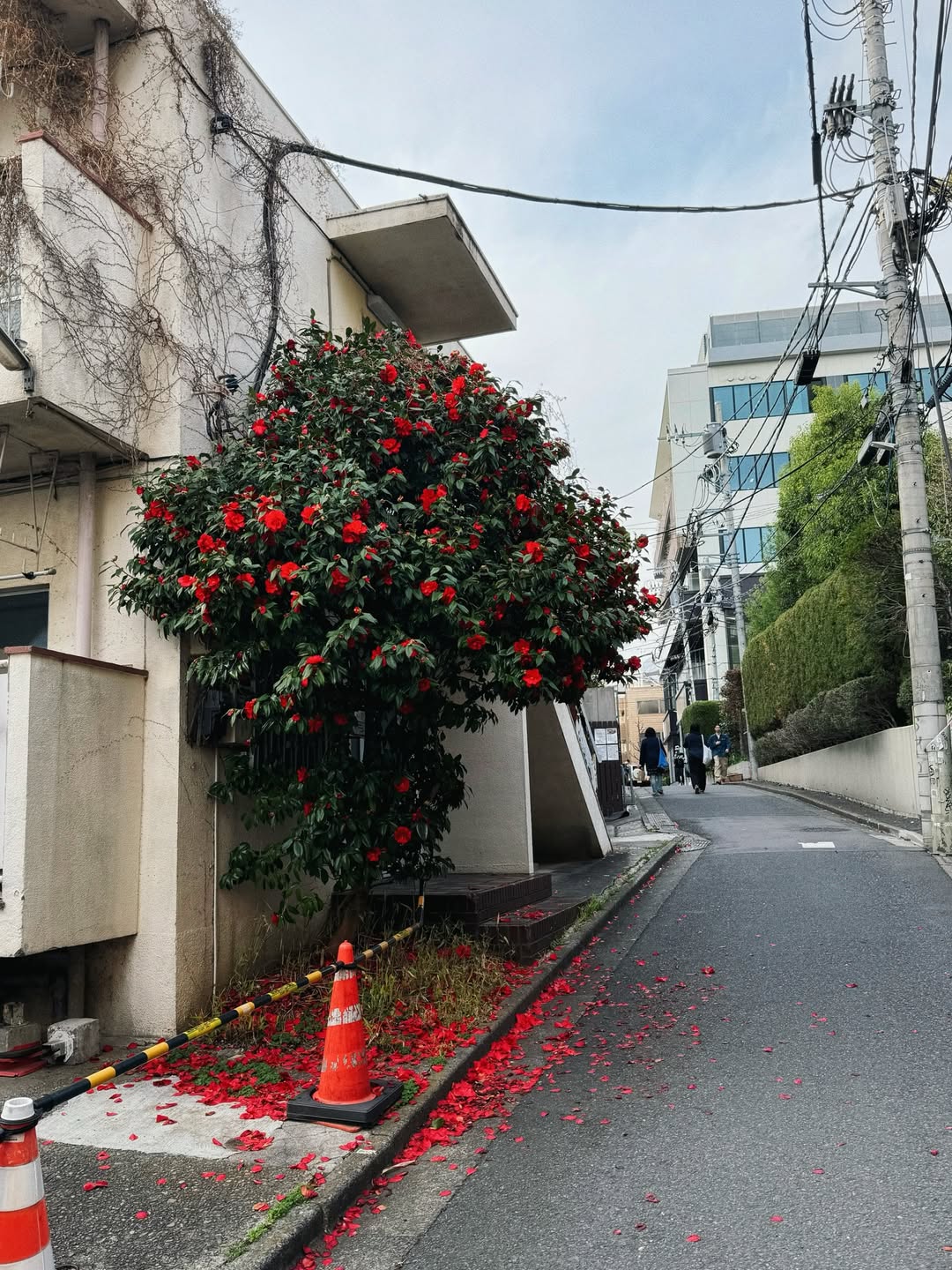 ปีเตอร์แพน - ทัศน์พล วิวิธวรรธน์