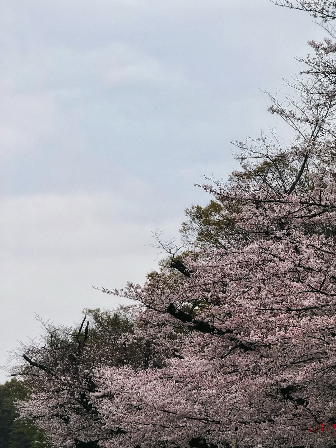 ปีเตอร์แพน - ทัศน์พล วิวิธวรรธน์