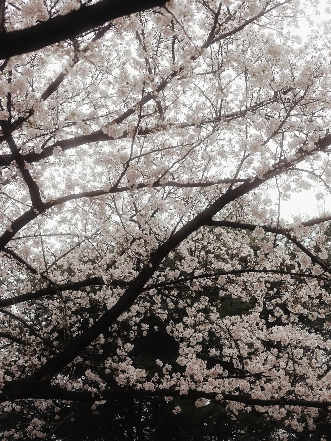 ปีเตอร์แพน - ทัศน์พล วิวิธวรรธน์