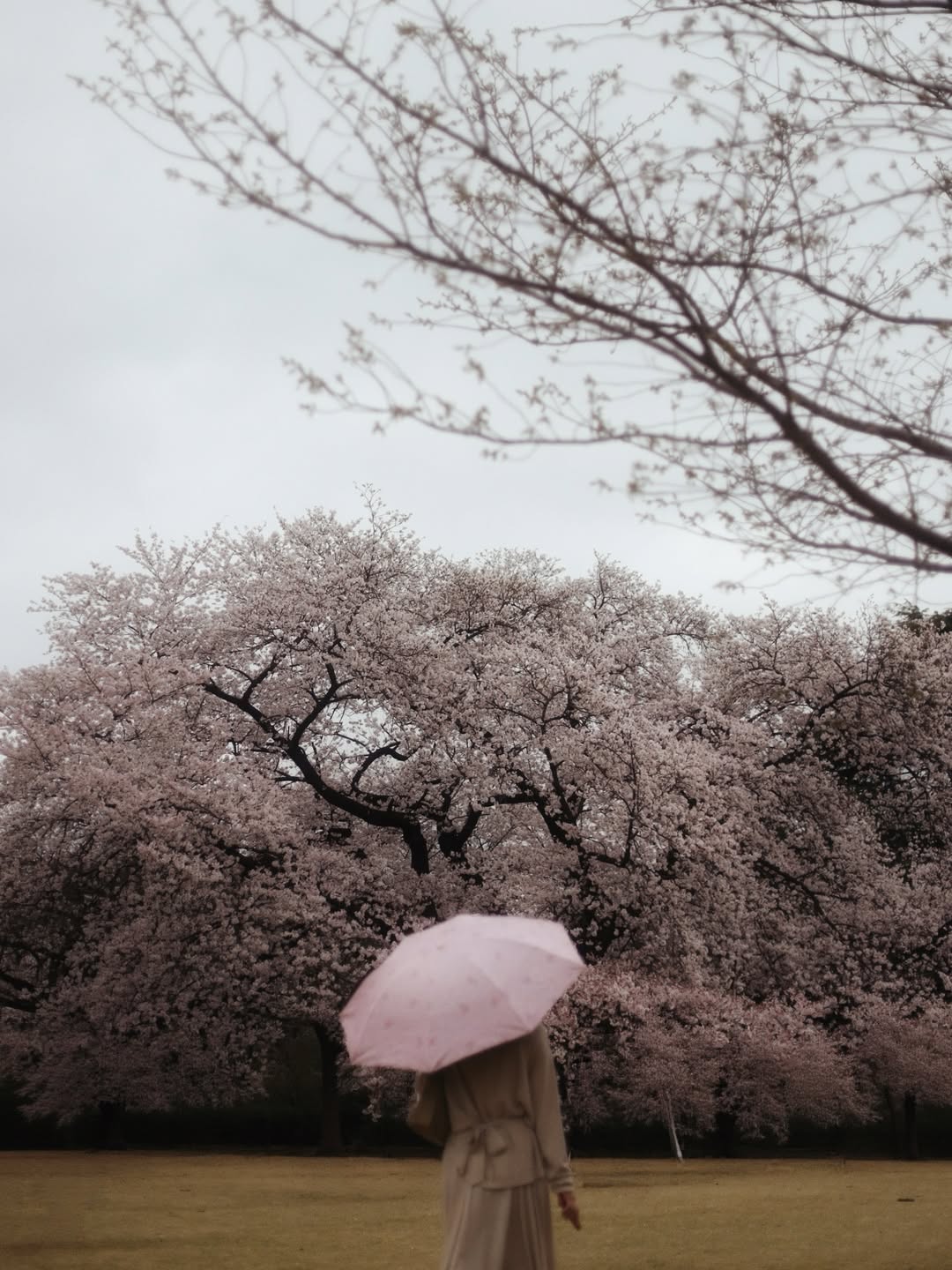 ปีเตอร์แพน - ทัศน์พล วิวิธวรรธน์