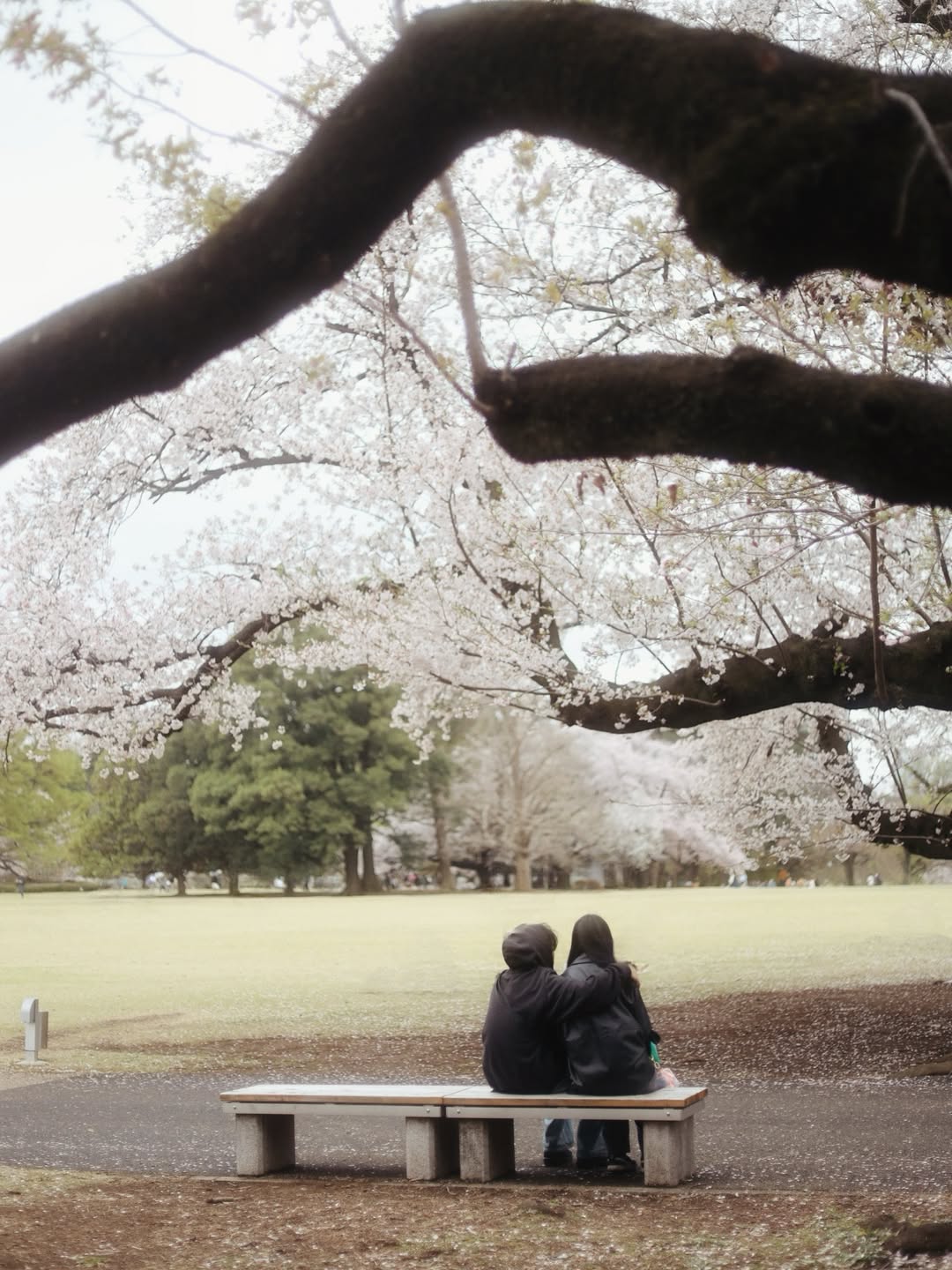 ปีเตอร์แพน - ทัศน์พล วิวิธวรรธน์