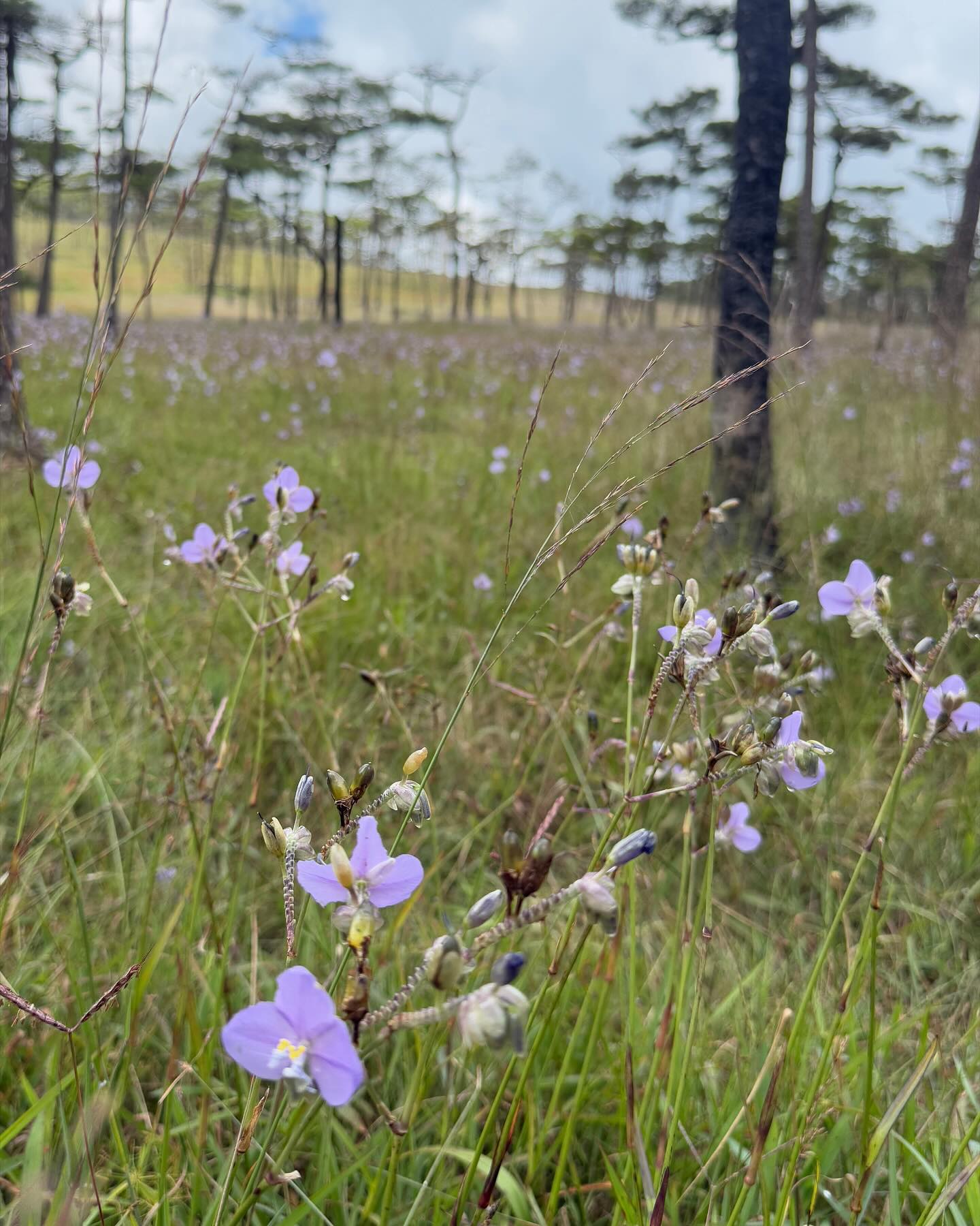 พรอยมน - มนสภรณ์ ชาญเฉลิม