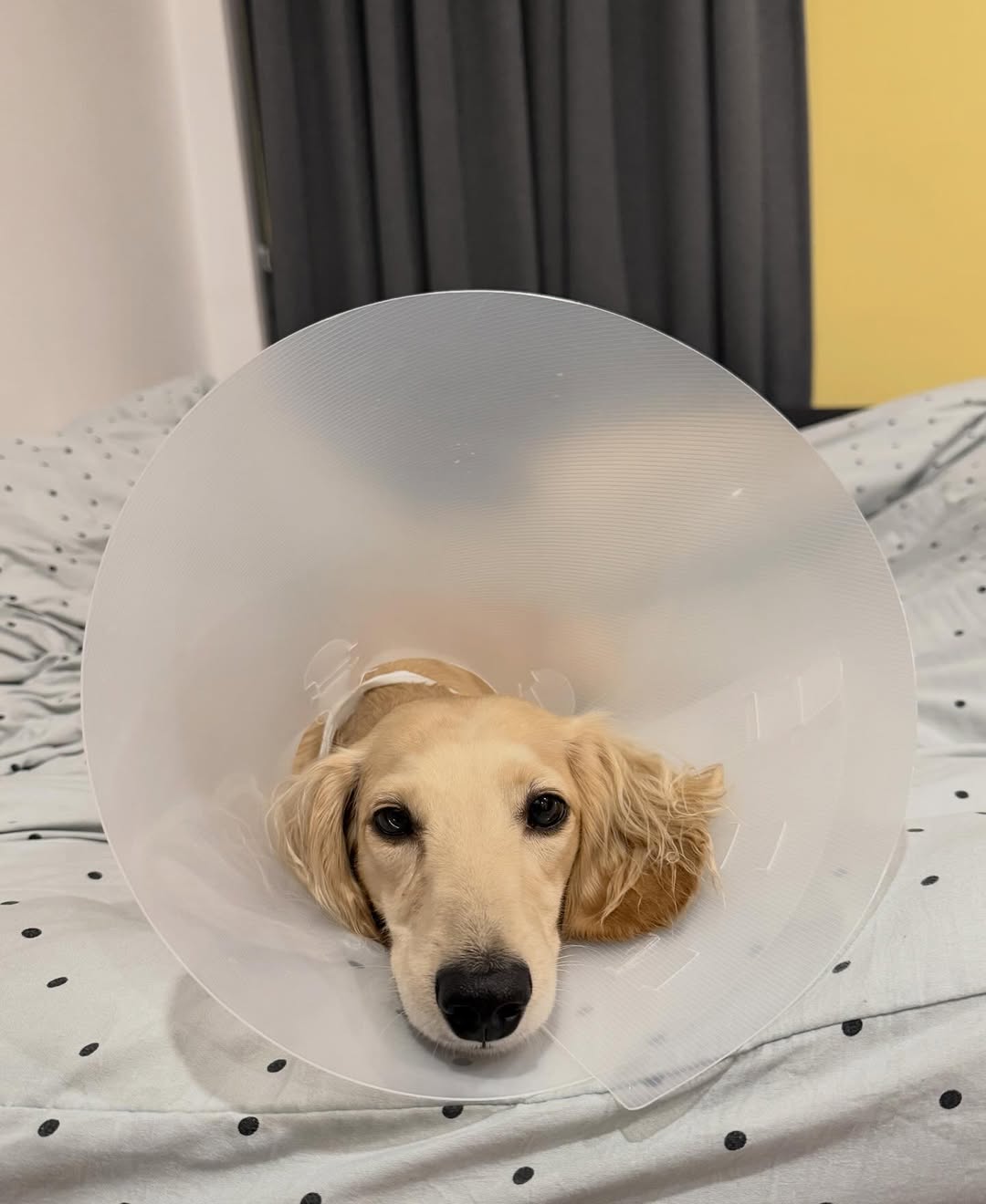 พรอยมน - มนสภรณ์ ชาญเฉลิม