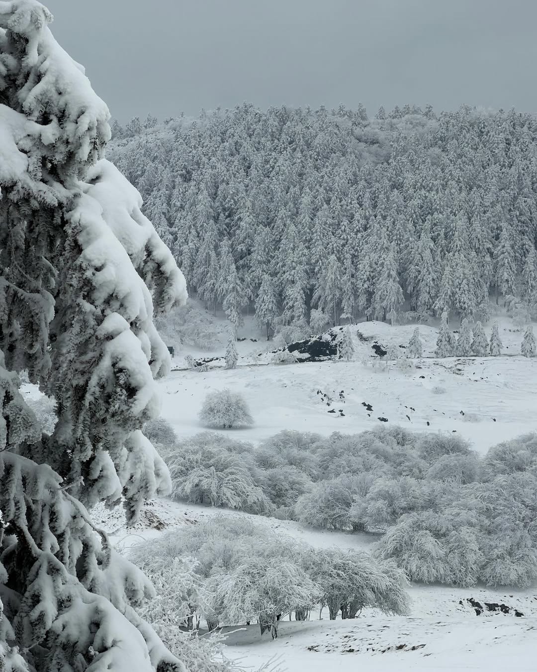 พรอยมน - มนสภรณ์ ชาญเฉลิม