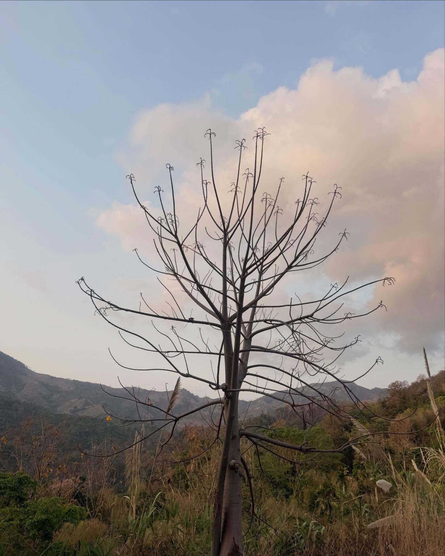 พรอยมน - มนสภรณ์ ชาญเฉลิม