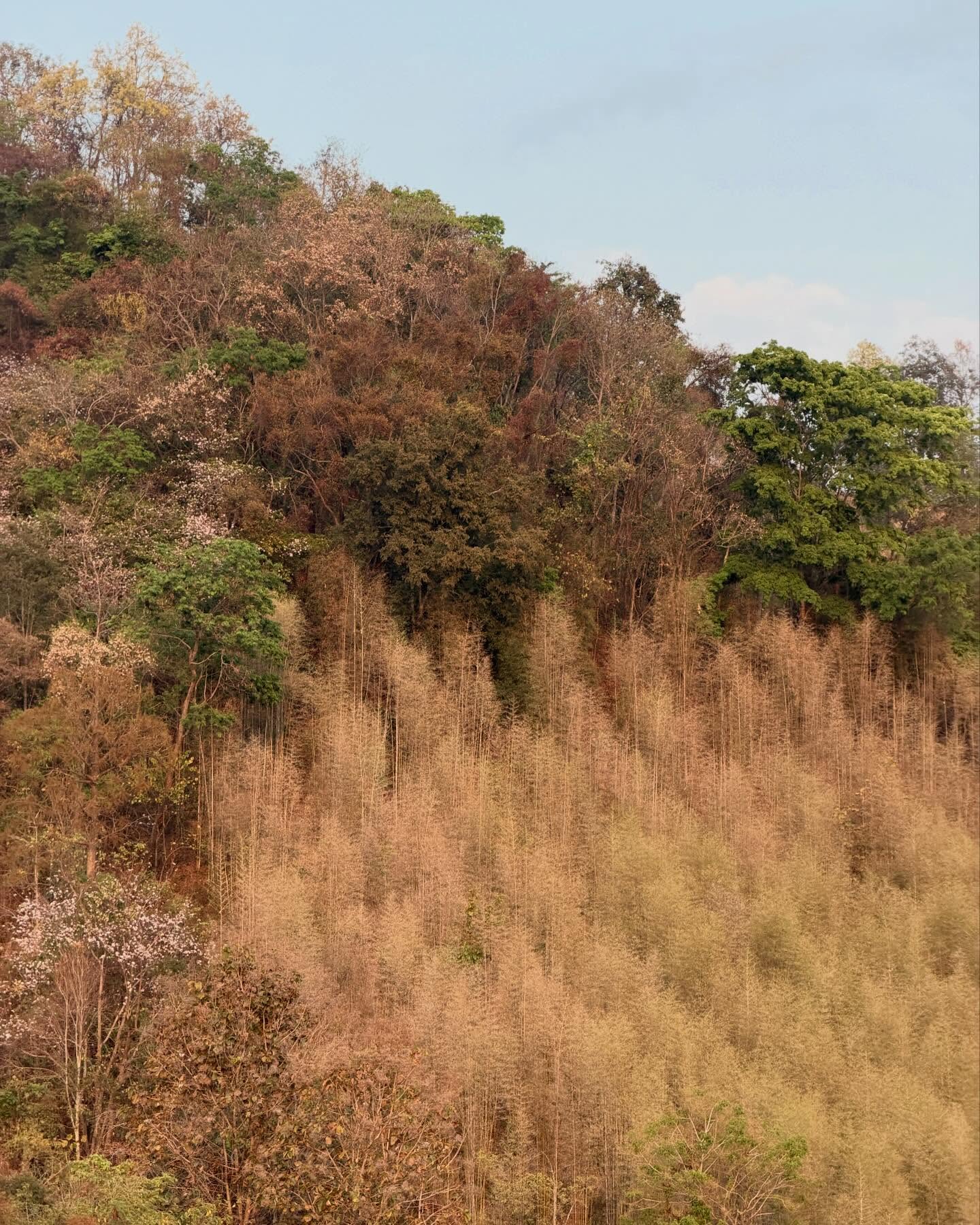 พรอยมน - มนสภรณ์ ชาญเฉลิม