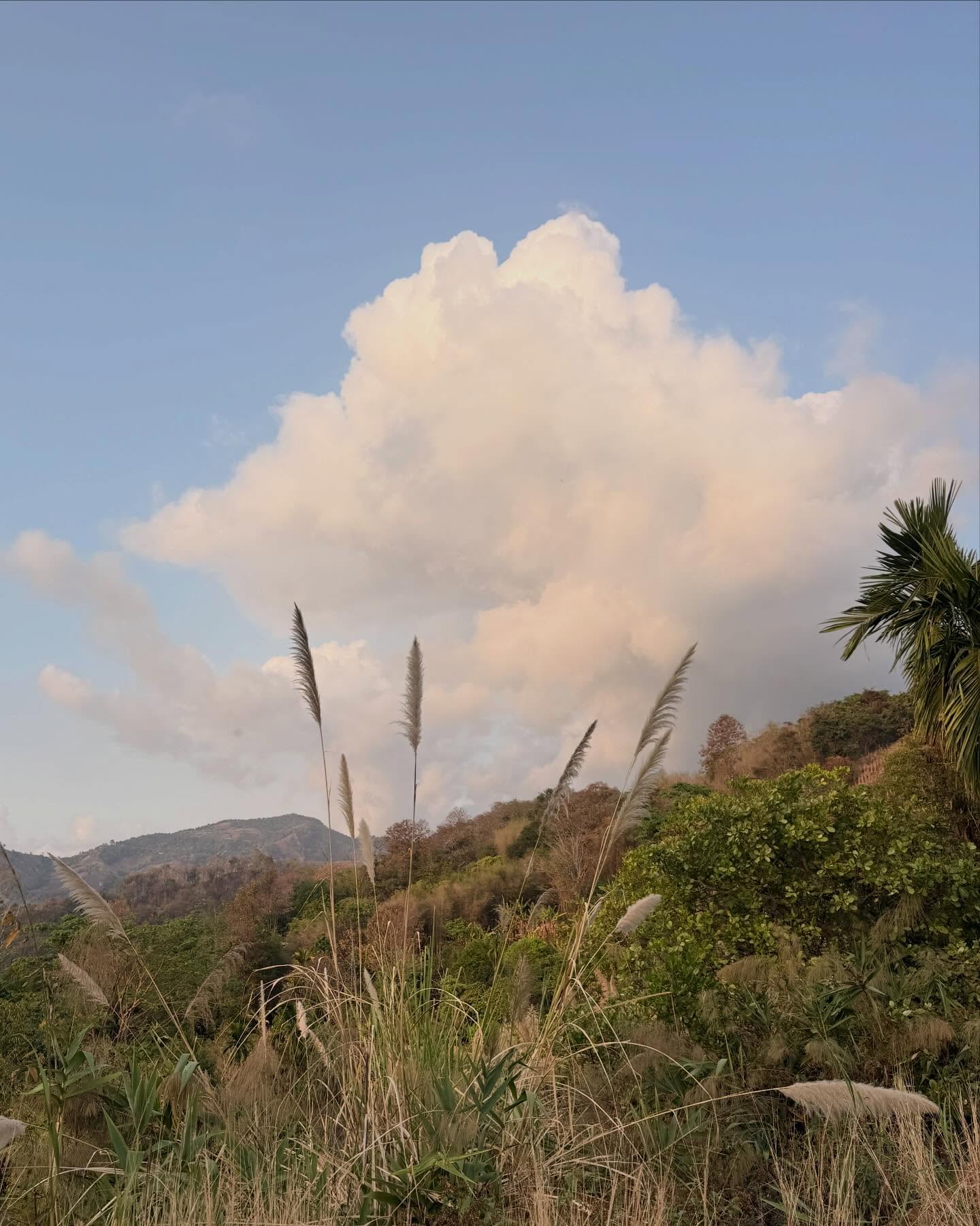 พรอยมน - มนสภรณ์ ชาญเฉลิม