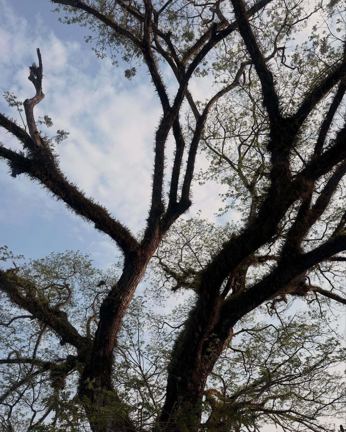 พรอยมน - มนสภรณ์ ชาญเฉลิม