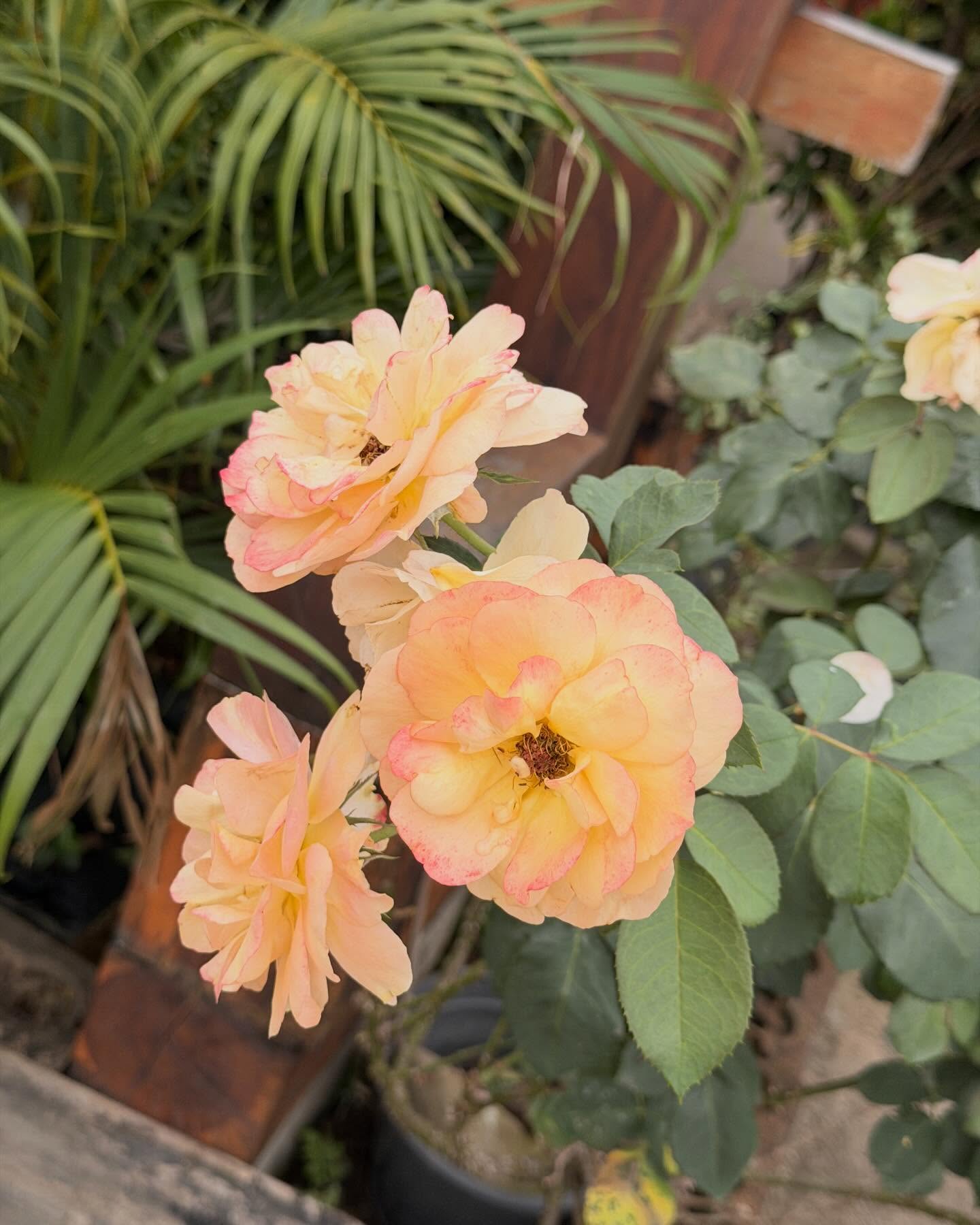 พรอยมน - มนสภรณ์ ชาญเฉลิม