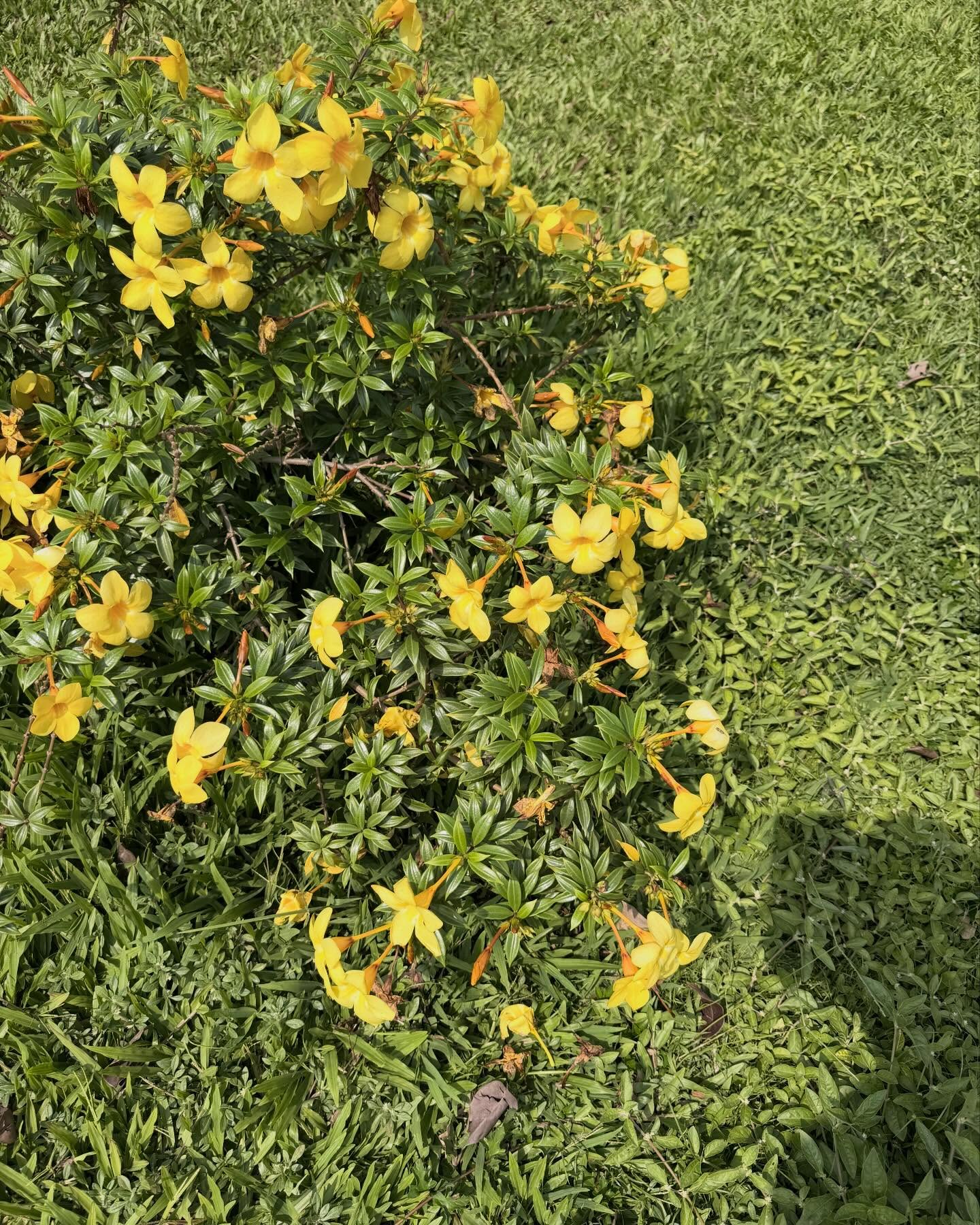 พรอยมน - มนสภรณ์ ชาญเฉลิม