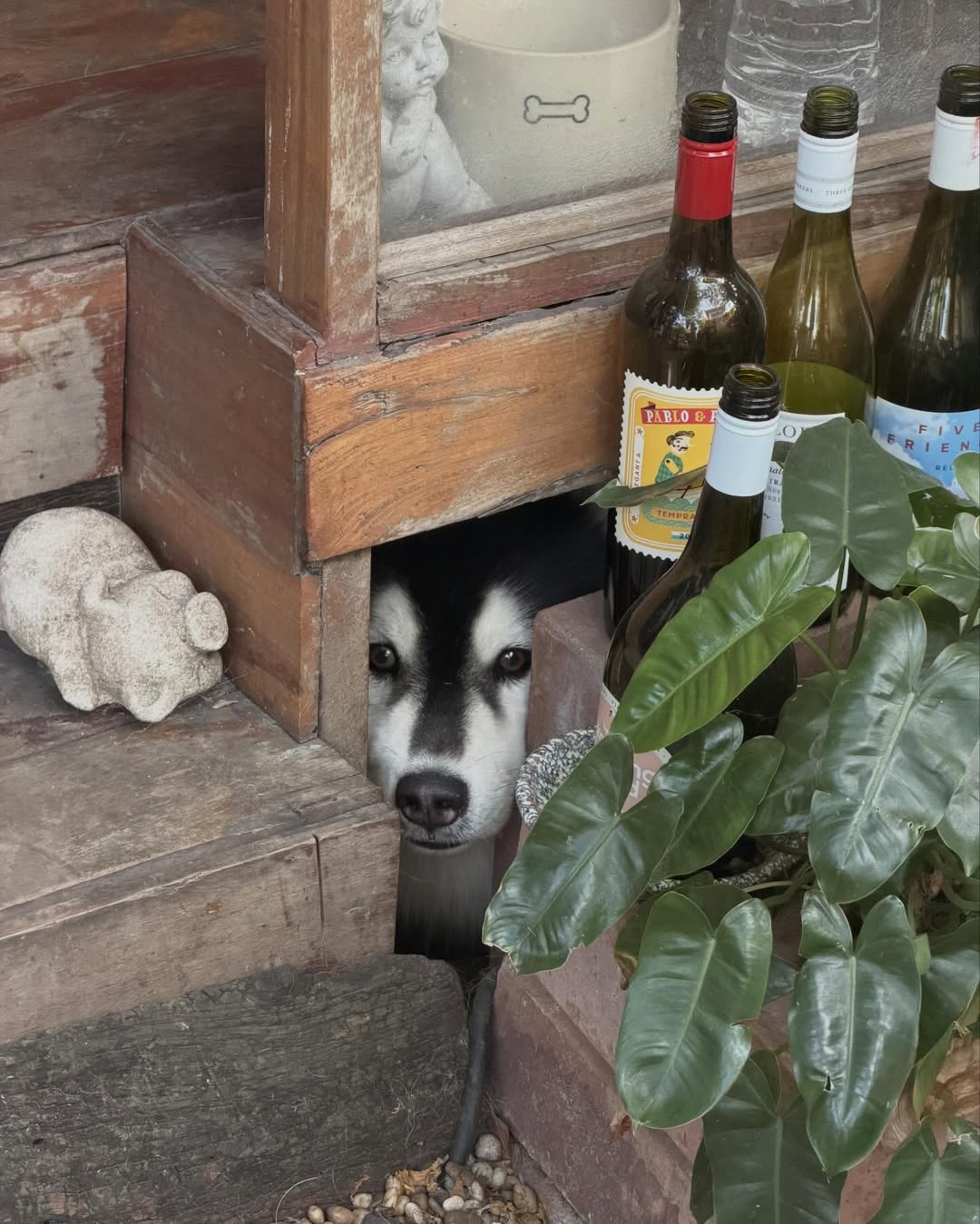 พรอยมน - มนสภรณ์ ชาญเฉลิม