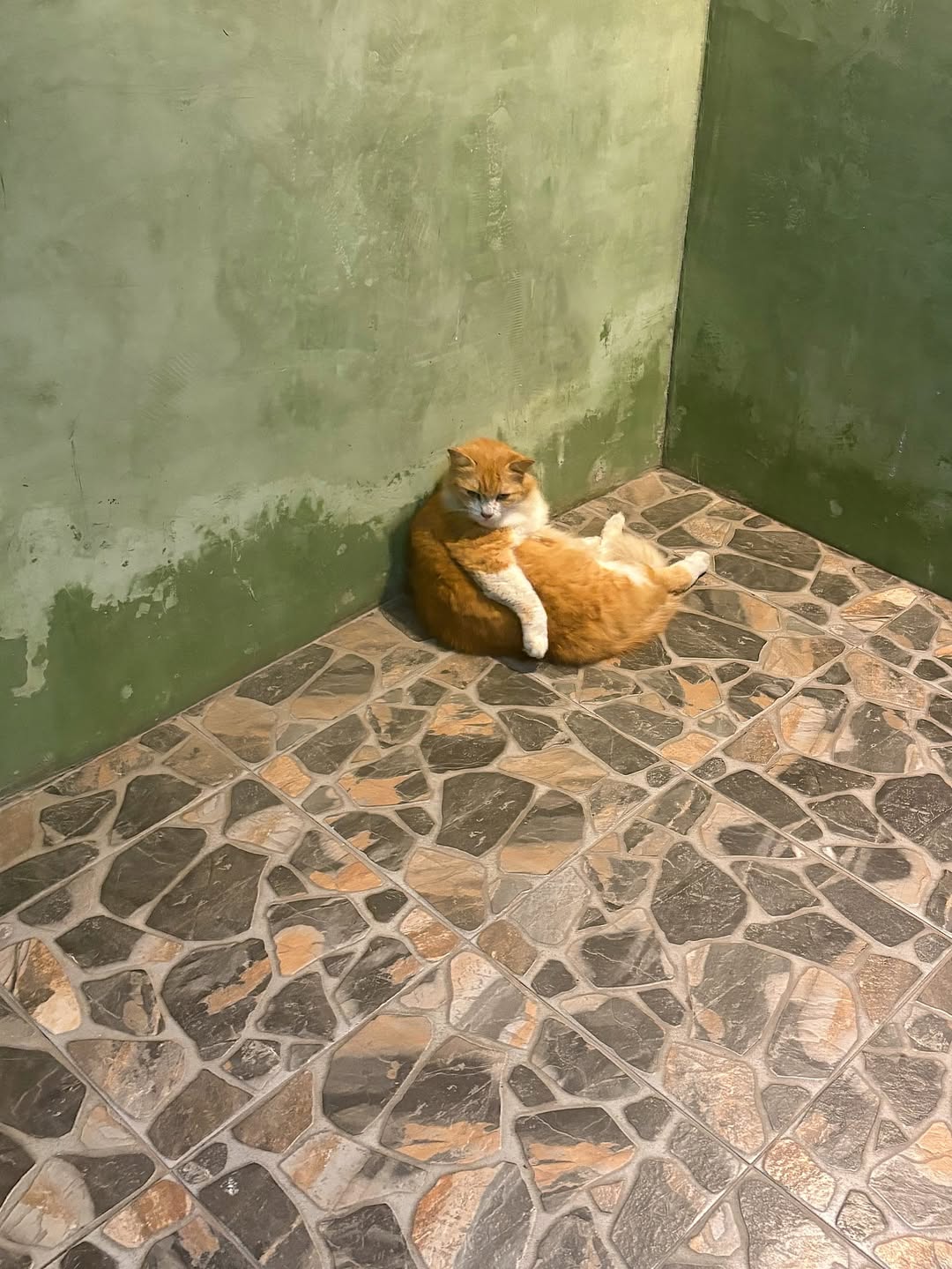 มินนี่ - ณิชา ยนตรรักษ์