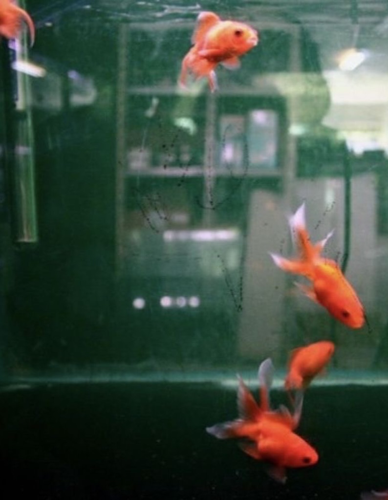 กัน - ณภัทร ณ ระนอง