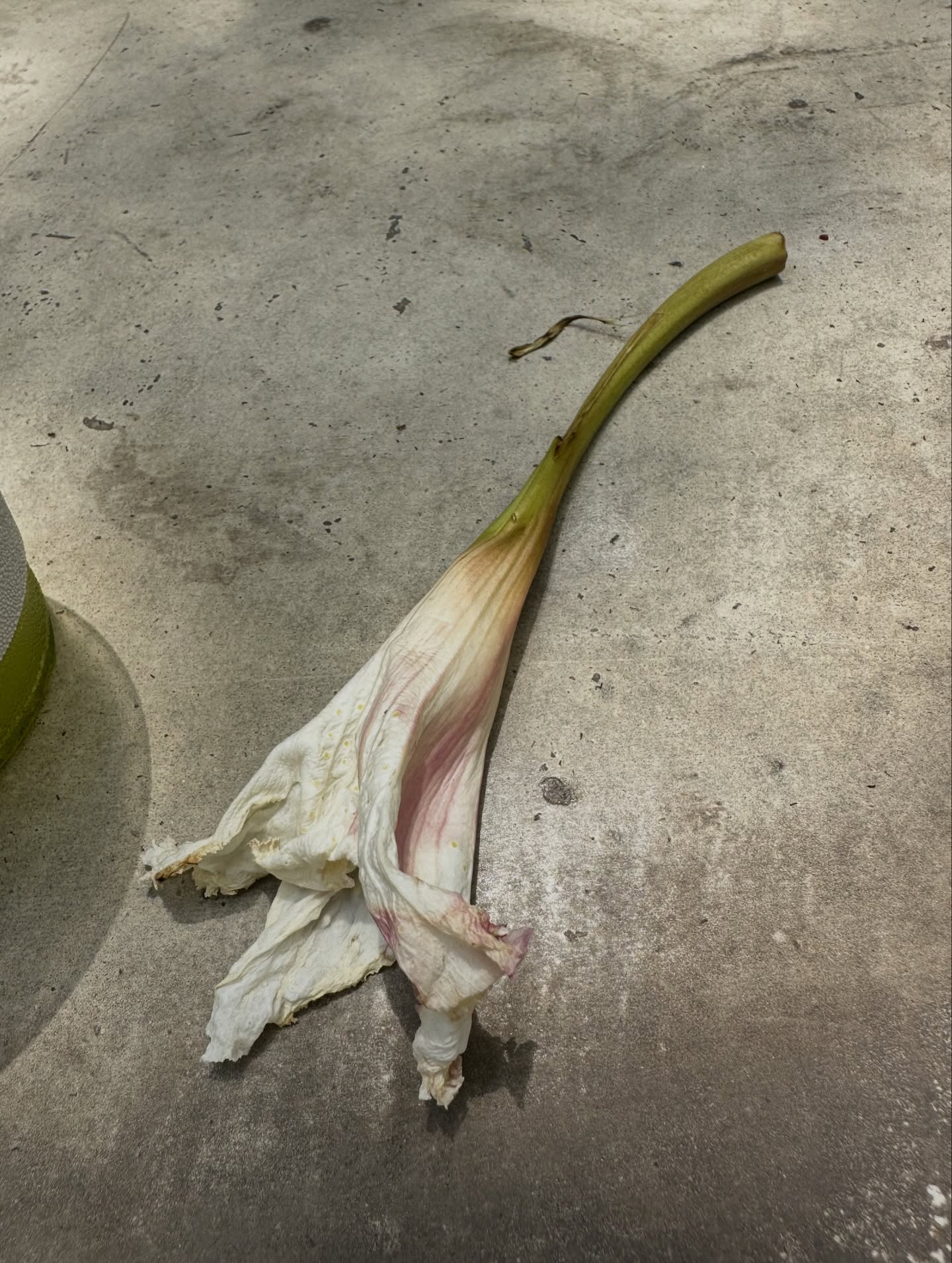 กัน - ณภัทร ณ ระนอง