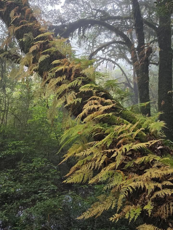 เป้ - วิศวะ กิจตันขจร