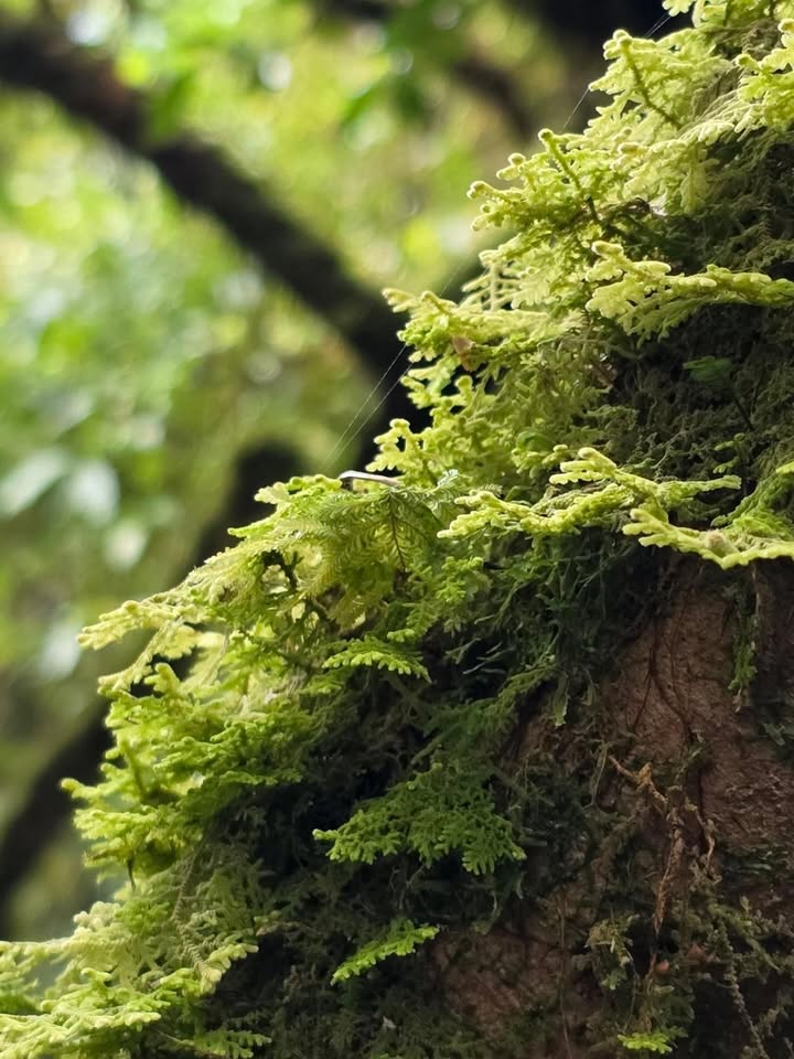 เป้ - วิศวะ กิจตันขจร