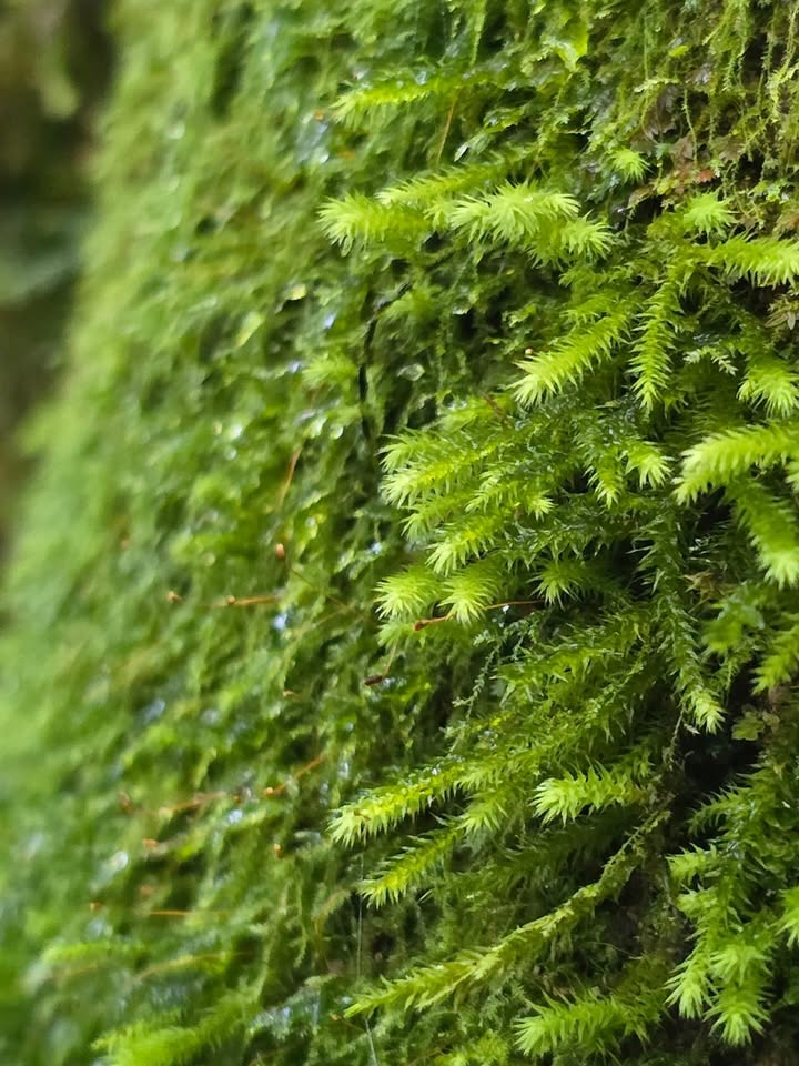 เป้ - วิศวะ กิจตันขจร