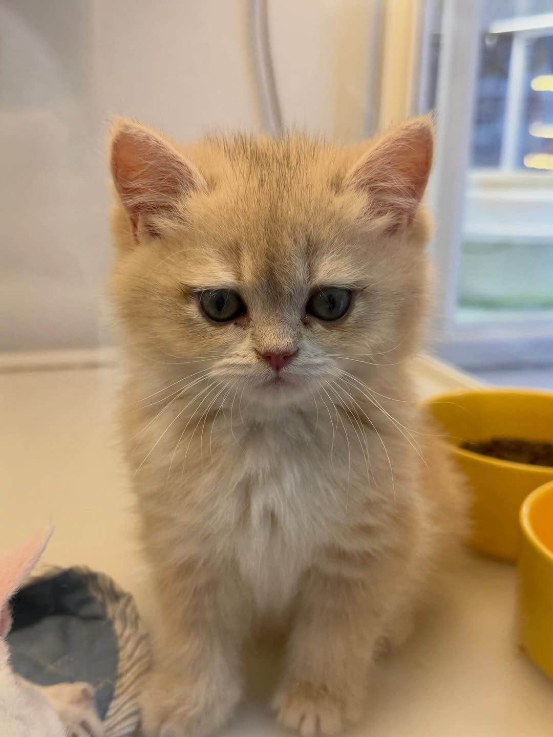 กิ๊บซี่ - วนิดา เติมธนาภรณ์