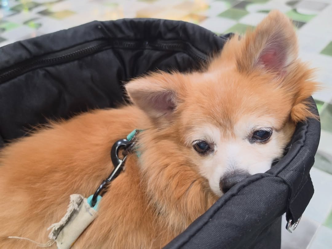 เอมี่ - ทสร กลิ่นเนียม