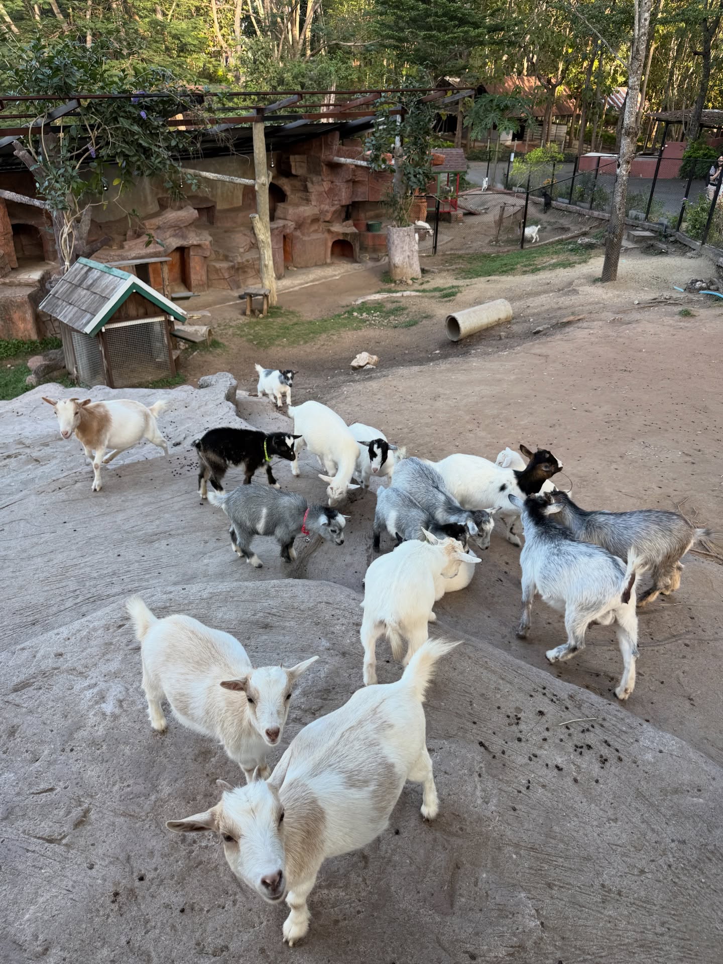 มาร์กี้ - ราศรี บาเล็นซิเอก้า จิราธิวัฒน์