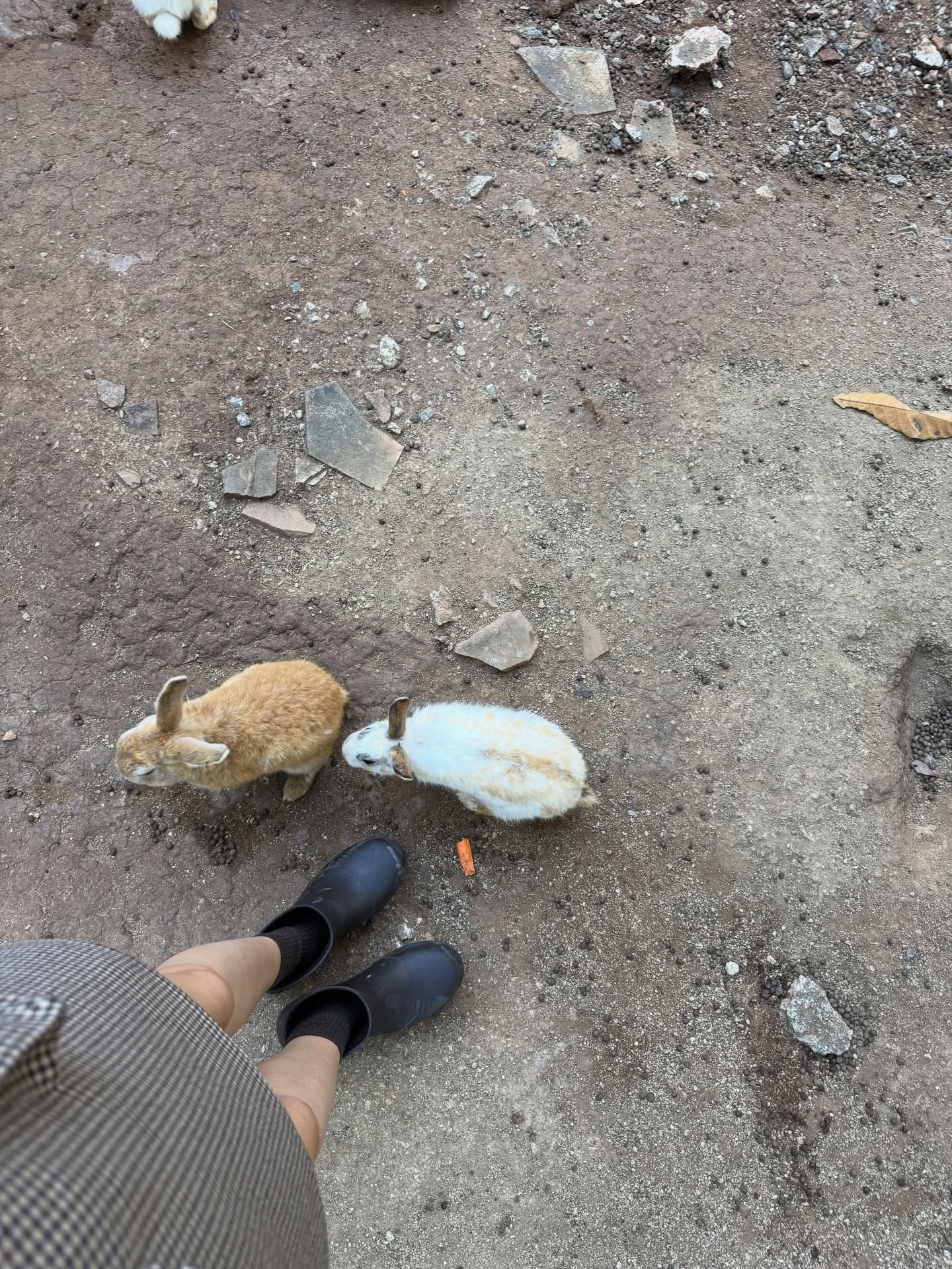 มาร์กี้ - ราศรี บาเล็นซิเอก้า จิราธิวัฒน์