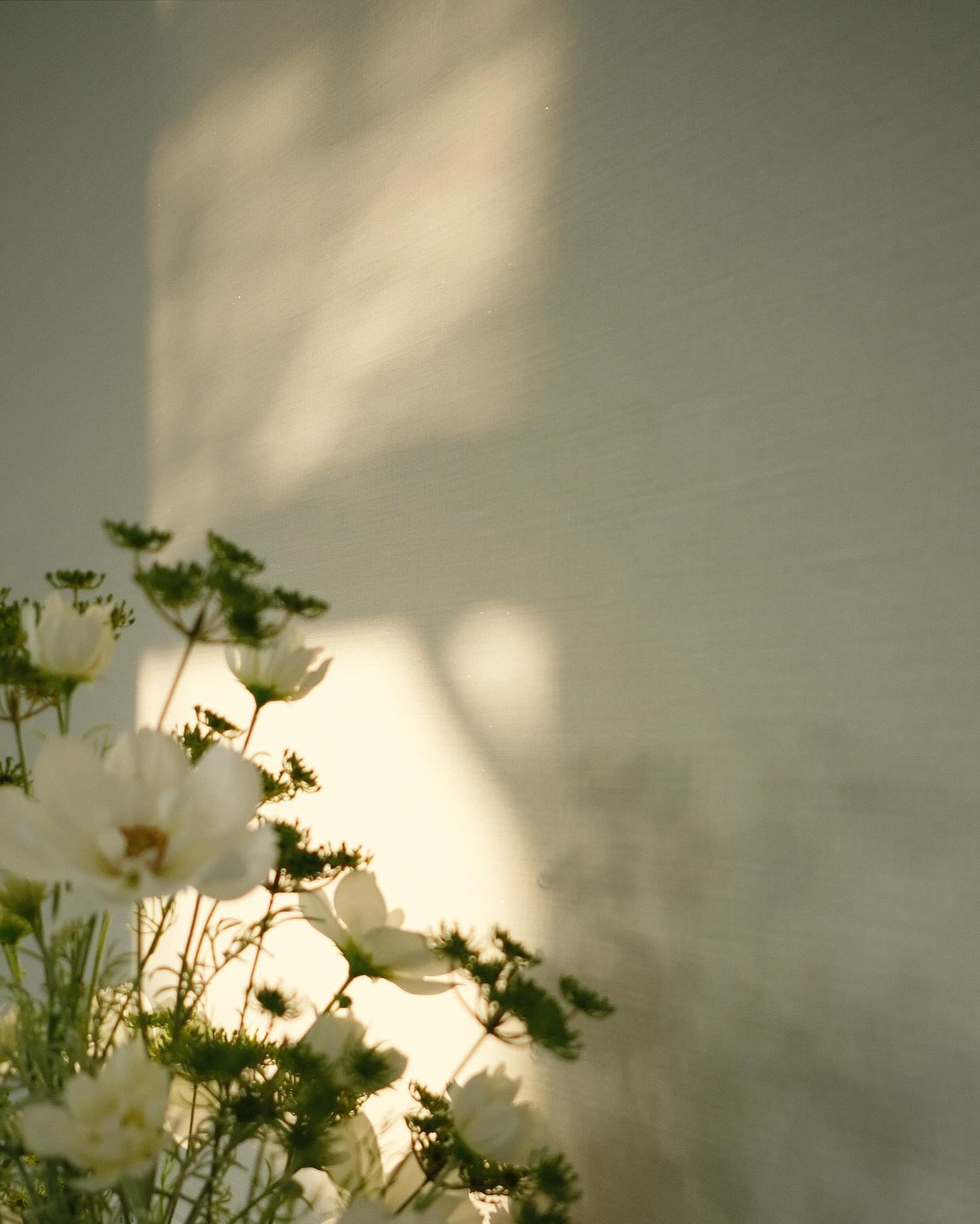 หมาก - ปริญ สุภารัตน์