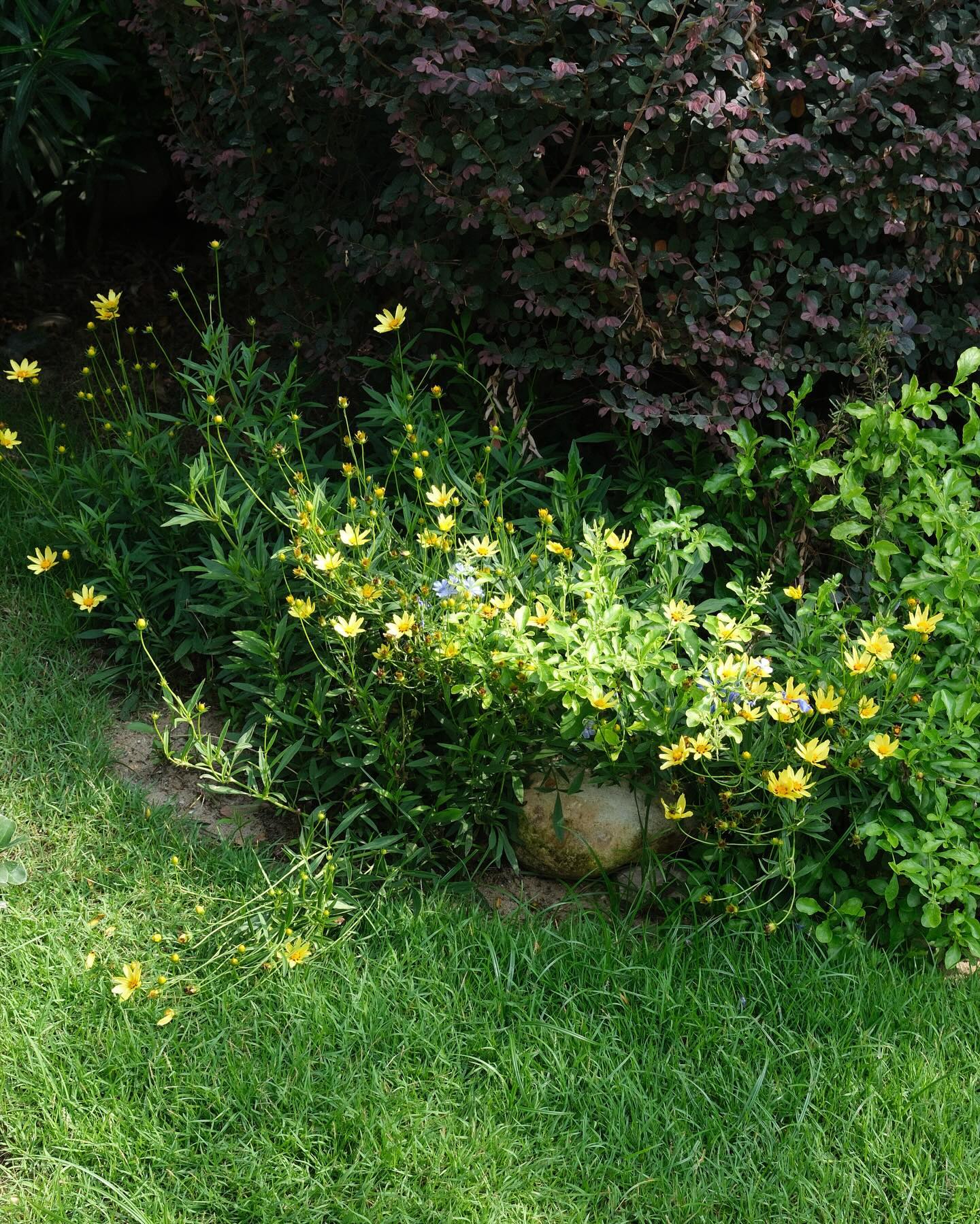 หมาก - ปริญ สุภารัตน์