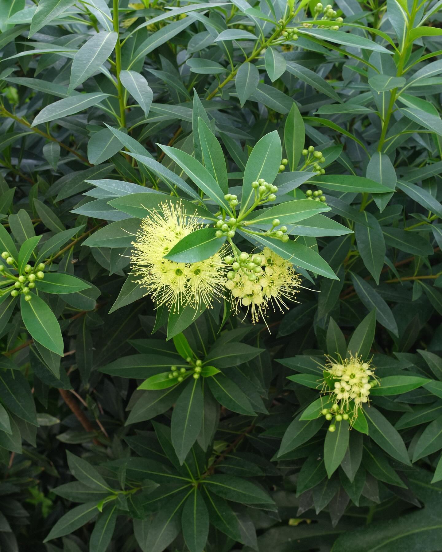 หมาก - ปริญ สุภารัตน์