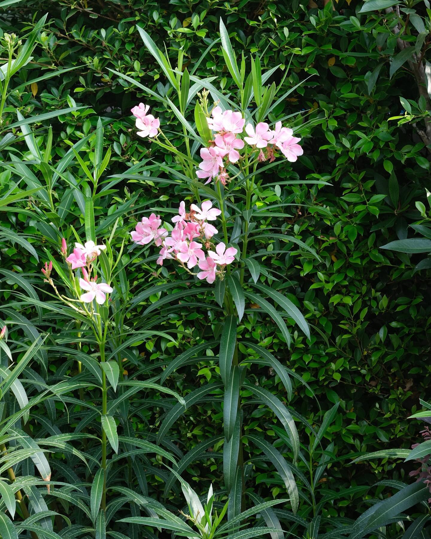 หมาก - ปริญ สุภารัตน์