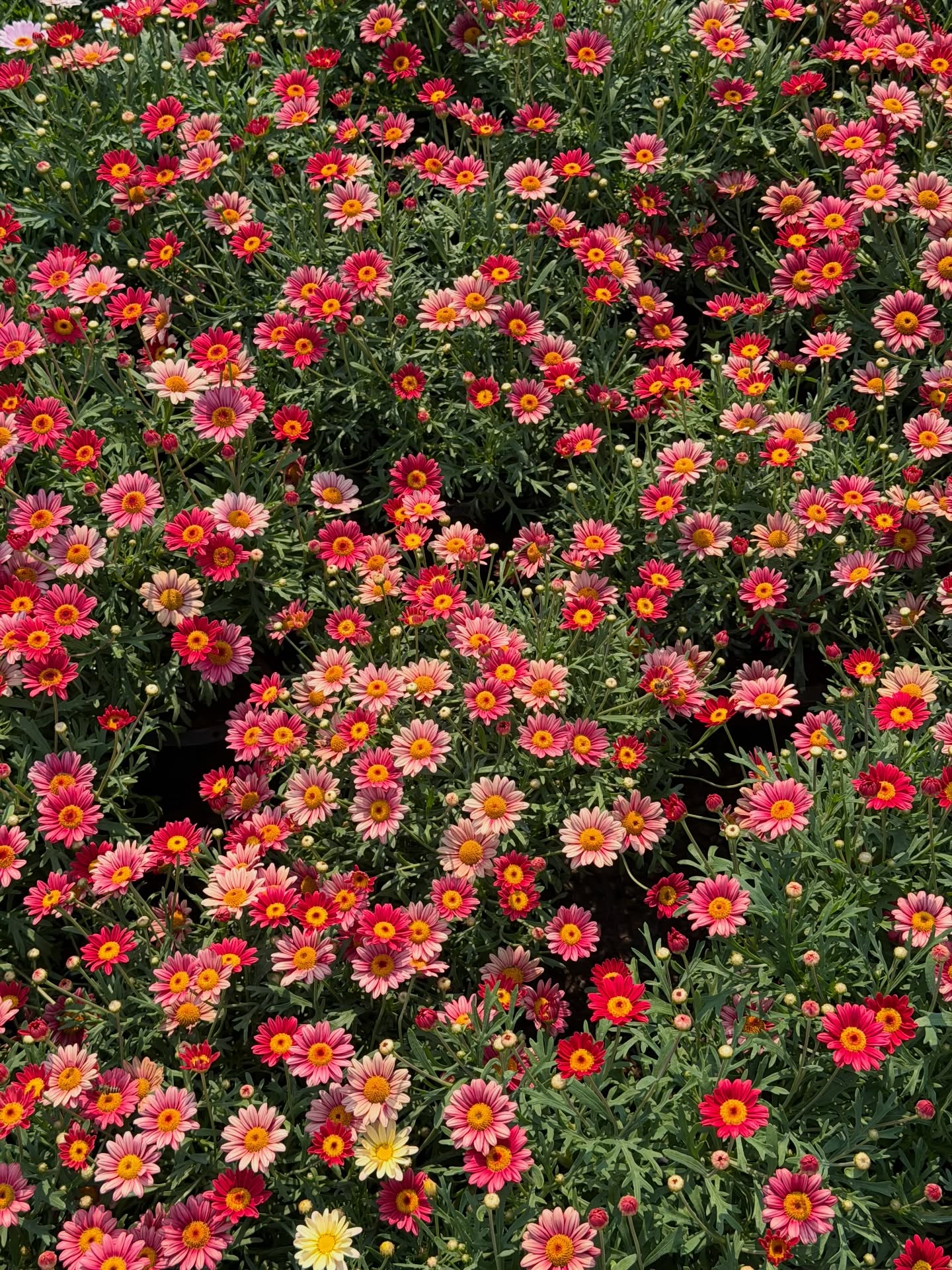 หมาก - ปริญ สุภารัตน์