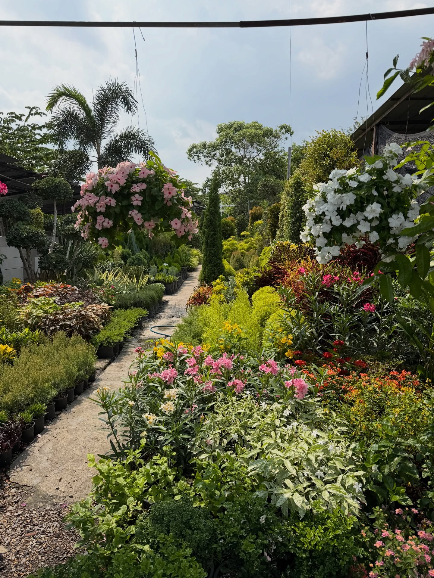 หมาก - ปริญ สุภารัตน์