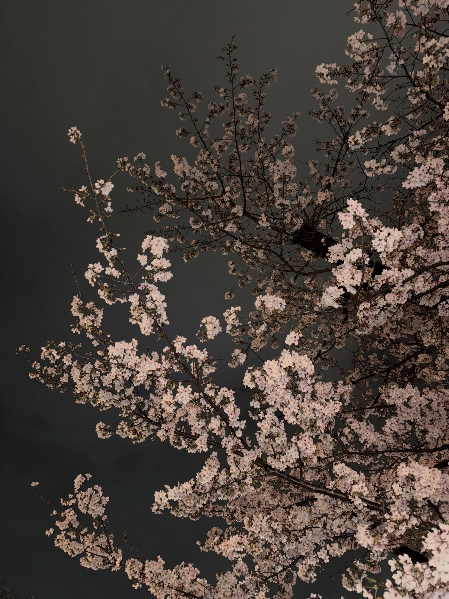 หมาก - ปริญ สุภารัตน์