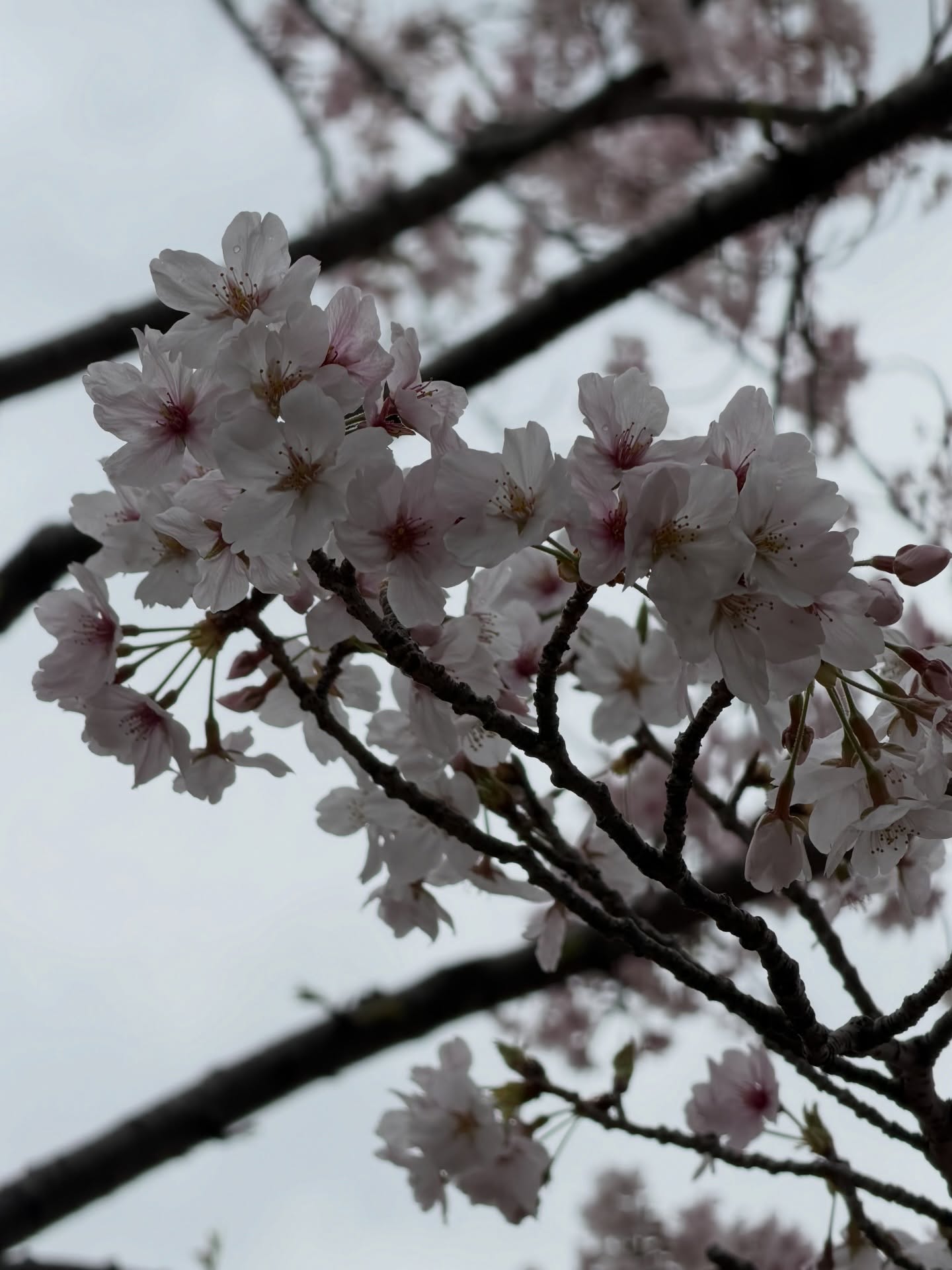 หมาก - ปริญ สุภารัตน์