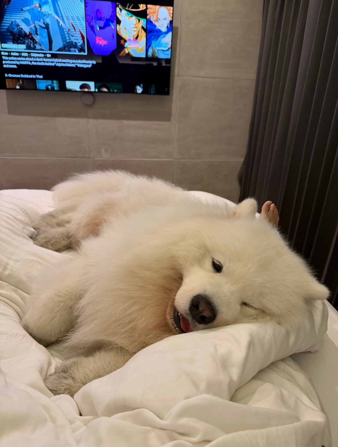 พิชญ์ กาไชย