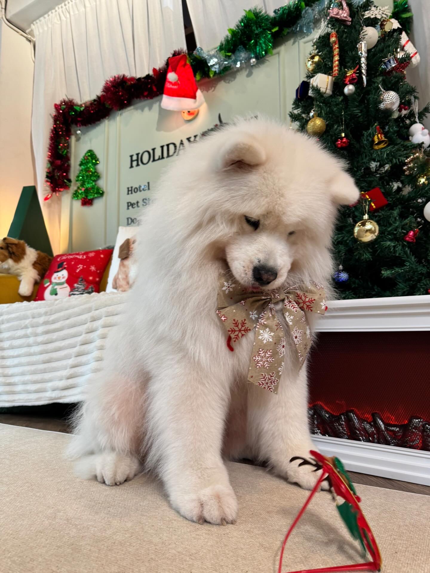 พิชญ์ กาไชย