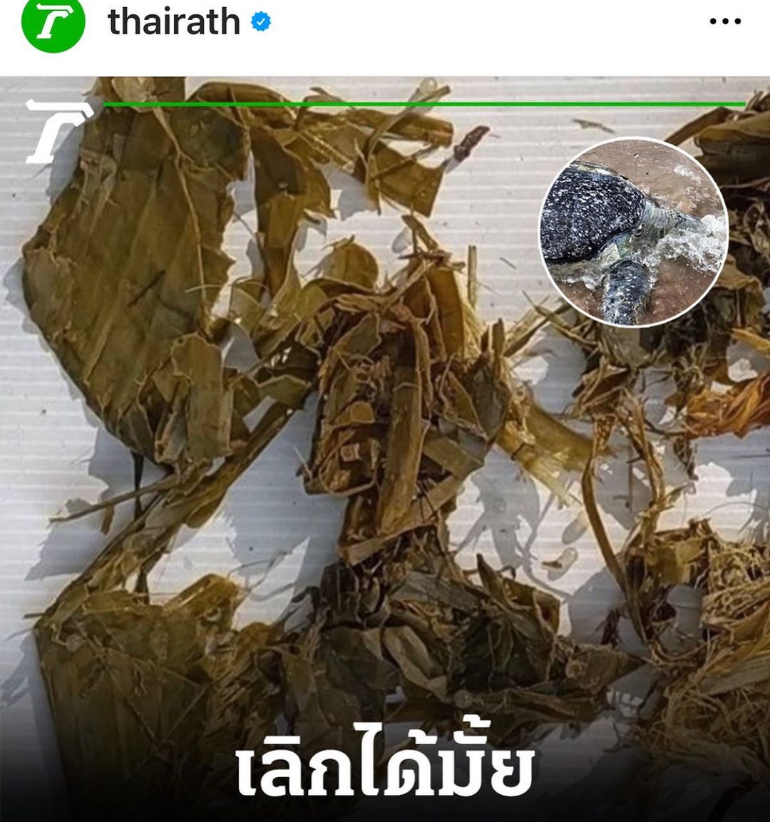 พิม - พิมพ์พรรณ ชลายนคุปต์