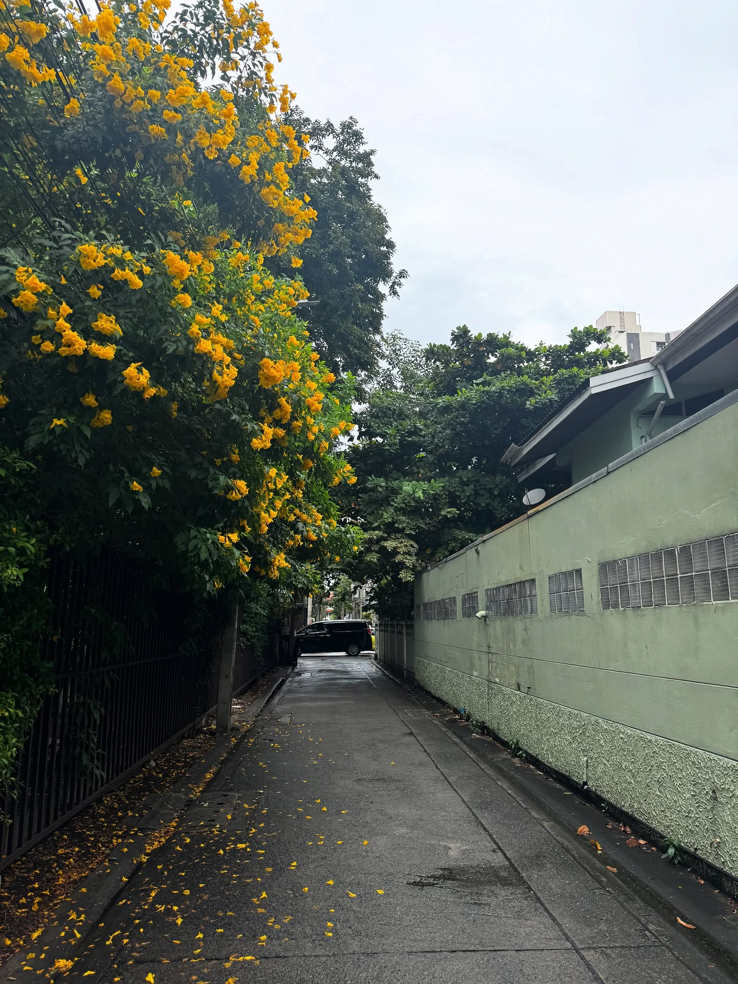 แอปเปิ้ล - ลาภิสรา อินทรสูต
