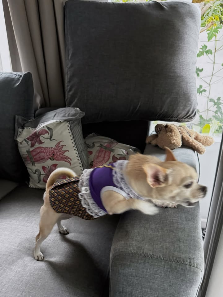 แอปเปิ้ล - ลาภิสรา อินทรสูต