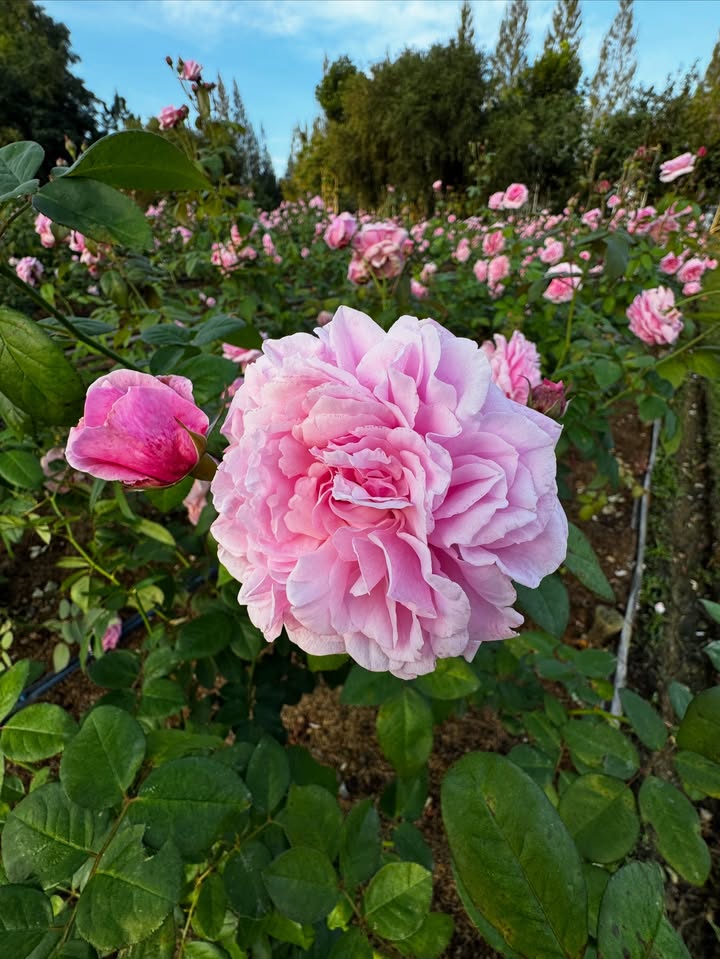 แอปเปิ้ล - ลาภิสรา อินทรสูต