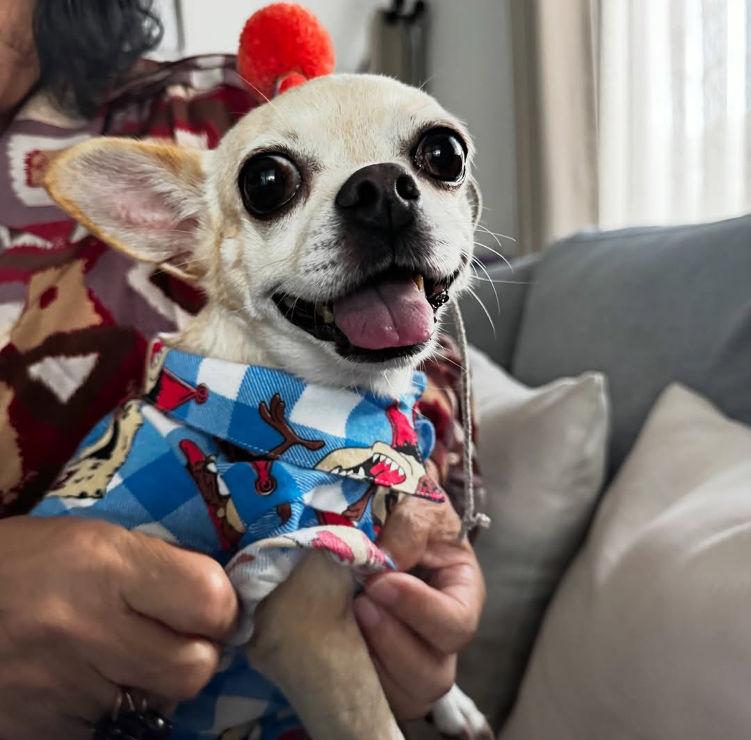 แอปเปิ้ล - ลาภิสรา อินทรสูต