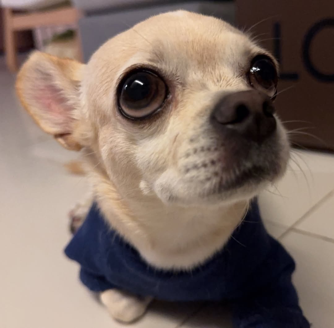 แอปเปิ้ล - ลาภิสรา อินทรสูต