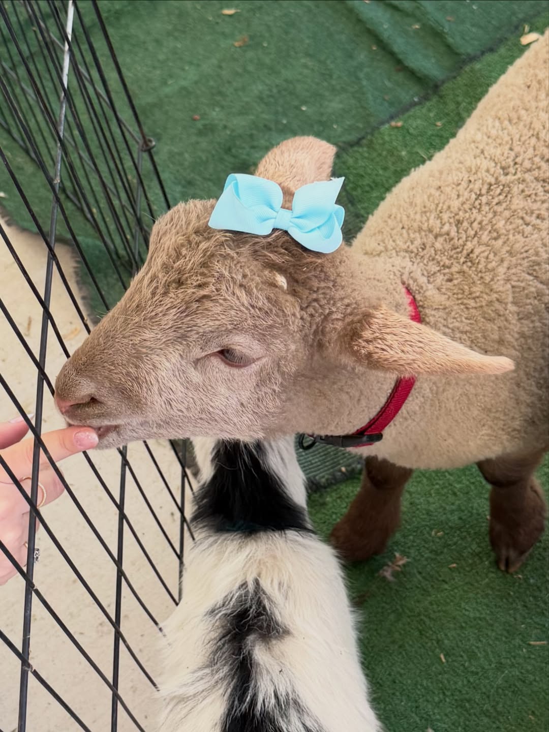 หวาย - ปัญญริสา เธียรประสิทธิ์