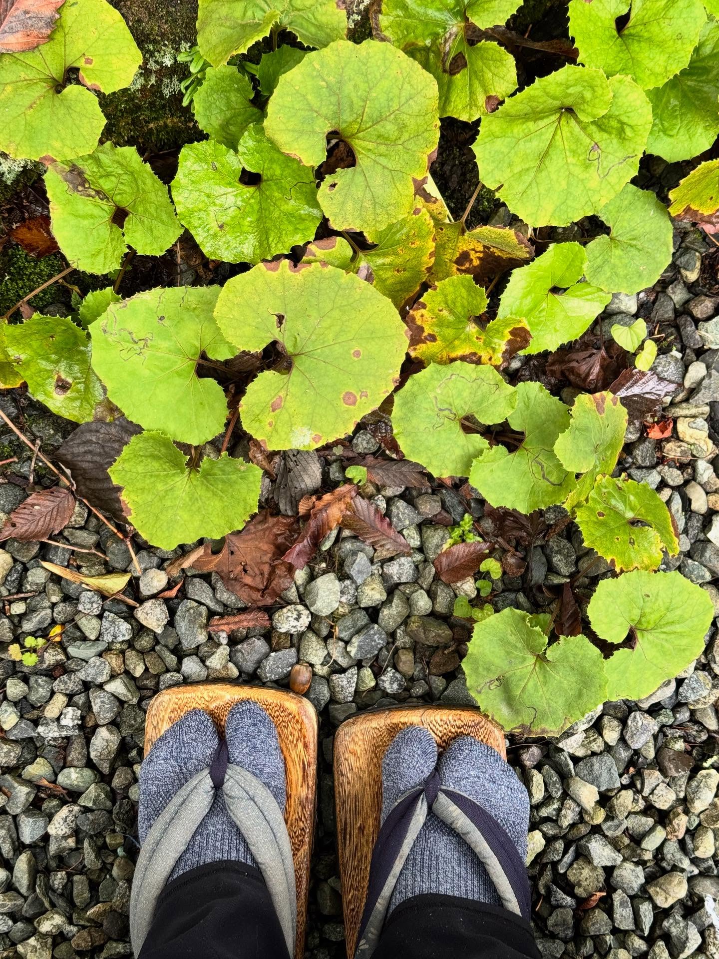 นท พนายางกูร