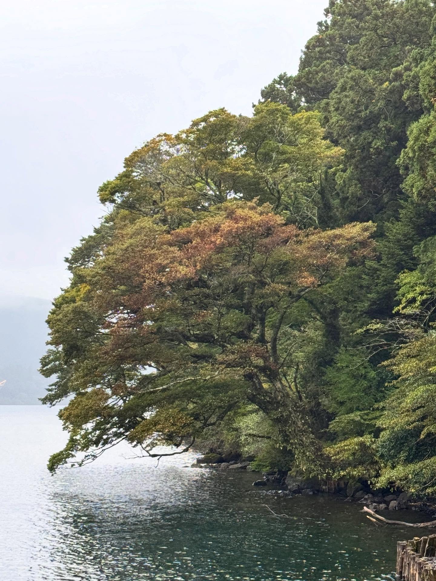 นท พนายางกูร