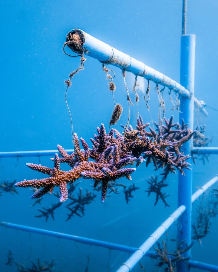 นท พนายางกูร