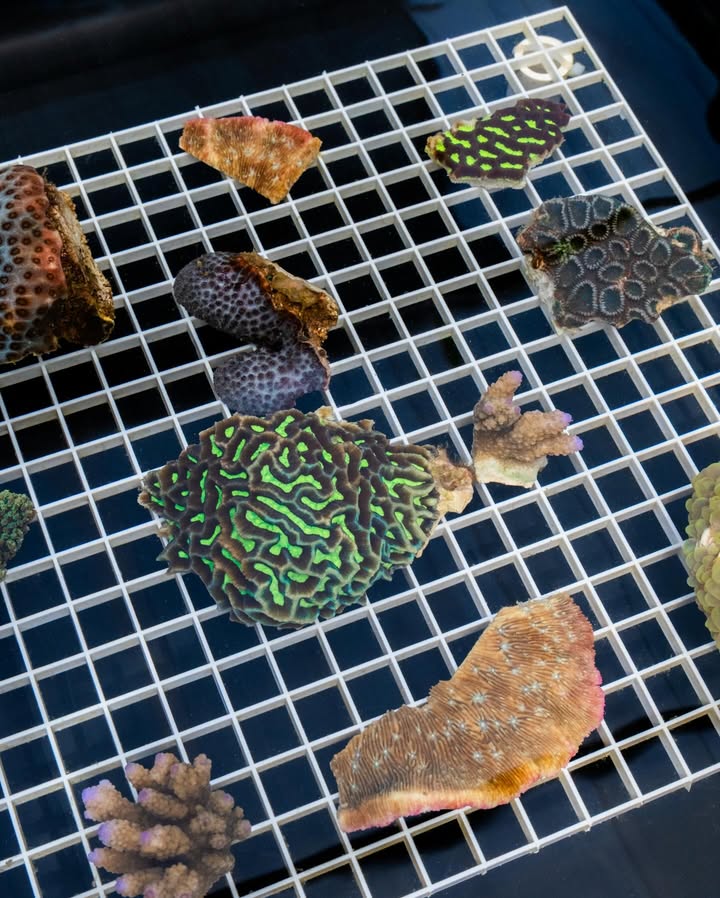 นท พนายางกูร