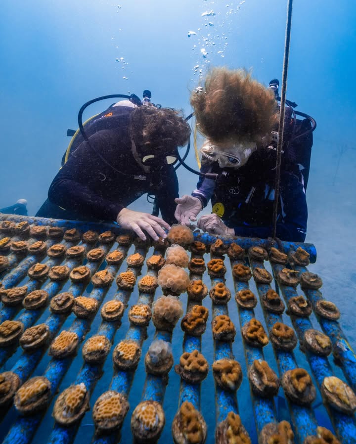 นท พนายางกูร