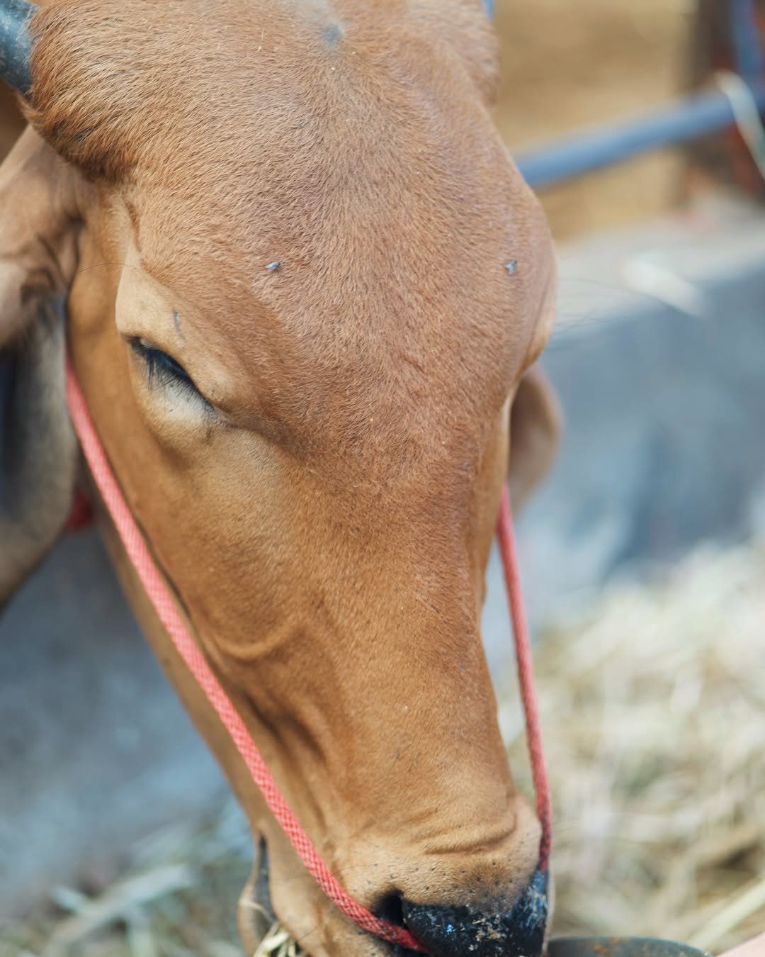 กองทัพ พีค