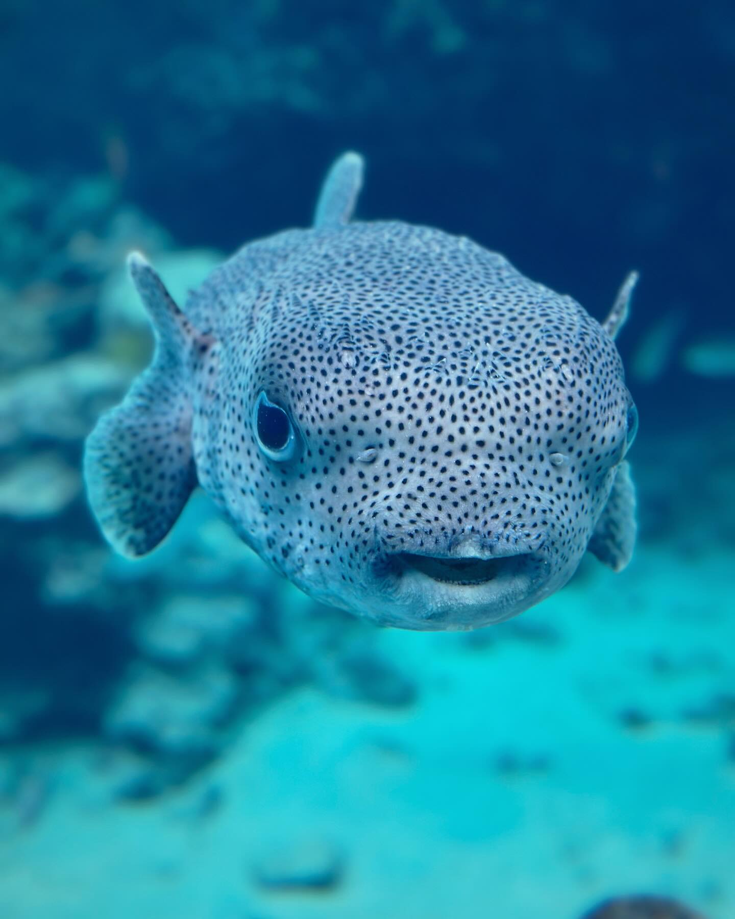 จ๋า - ยศสินี ณ นคร