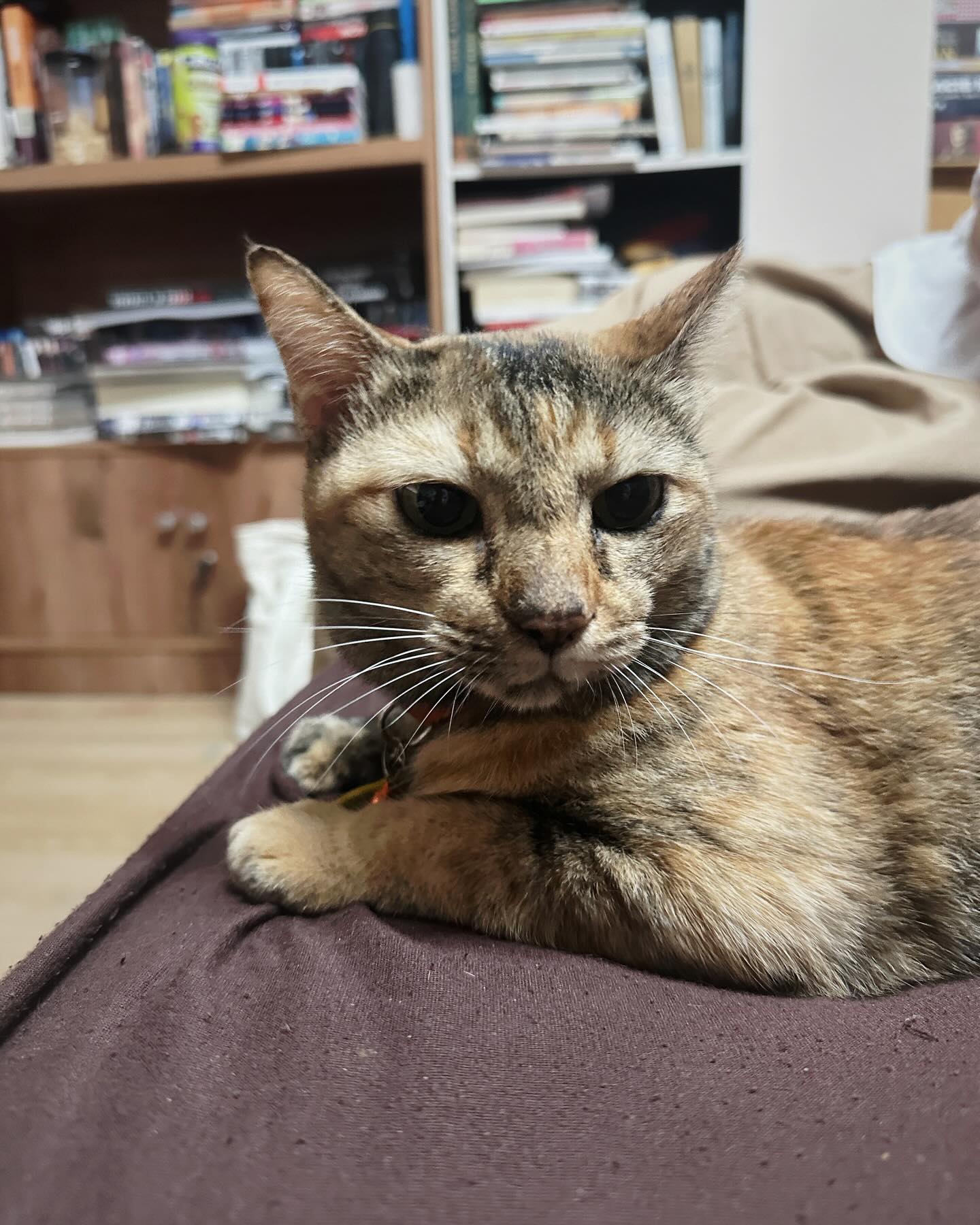 จ๋า - ยศสินี ณ นคร